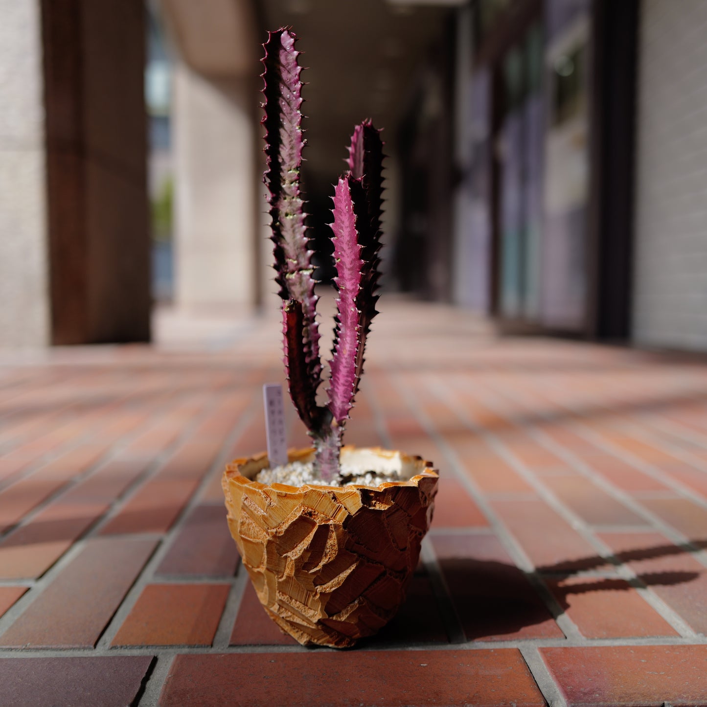 【一点物】ユーフォルビア 紅彩雲閣 ルブラ｜赤紫ボディ×オレンジ陶器鉢｜Euphorbia trigona "Rubra"｜高さ約37cm