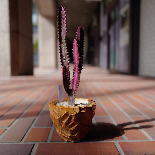 【一点物】ユーフォルビア 紅彩雲閣 ルブラ｜赤紫ボディ×オレンジ陶器鉢｜Euphorbia trigona "Rubra"｜高さ約37cm