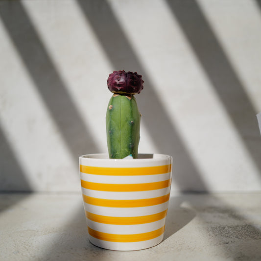 接木サボテン ギムノカリキウム “デイドリーム”｜赤紫×グリーンのコントラスト｜ボーダー陶器pot｜高さ約20cm