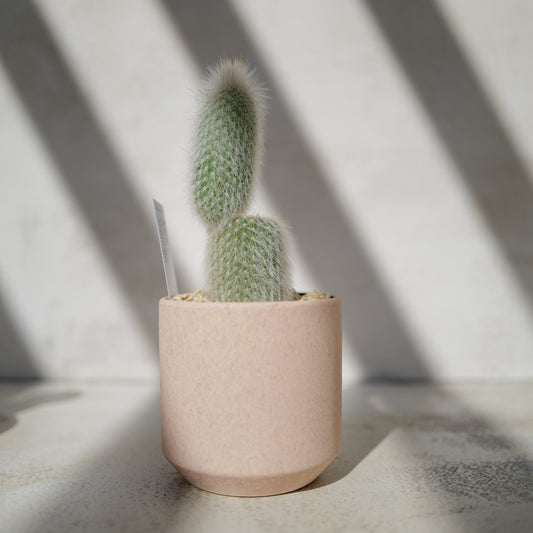 サボテン ブランチ吹雪柱｜白い刺座が美しい柱サボテン｜陶器鉢（受け皿付き）｜室内向け観葉植物・高さ約21cm