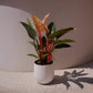 フィロデンドロン ピンクバーキン ｜ 希少 観葉植物 2株植え 白陶器鉢付き｜室内インテリアグリーン