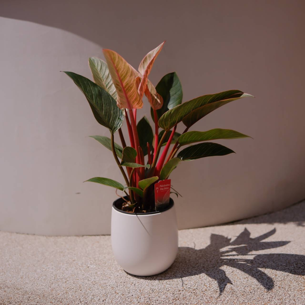 フィロデンドロン ピンクバーキン ｜ 希少 観葉植物 2株植え 白陶器鉢付き｜室内インテリアグリーン