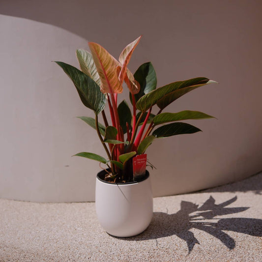 フィロデンドロン ピンクバーキン ｜ 希少 観葉植物 2株植え 白陶器鉢付き｜室内インテリアグリーン