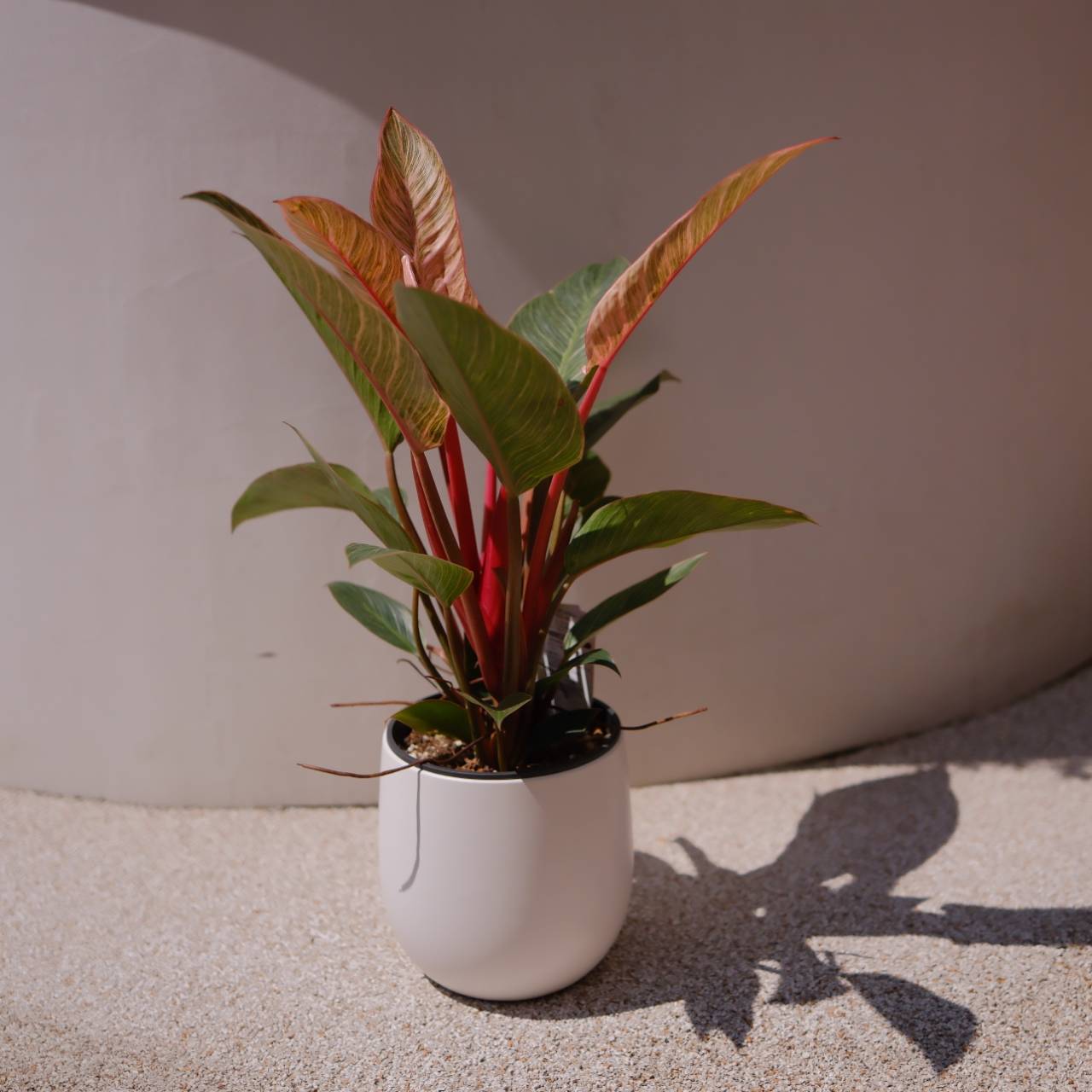 フィロデンドロン ピンクバーキン ｜ 希少 観葉植物 2株植え 白陶器鉢付き｜室内インテリアグリーン