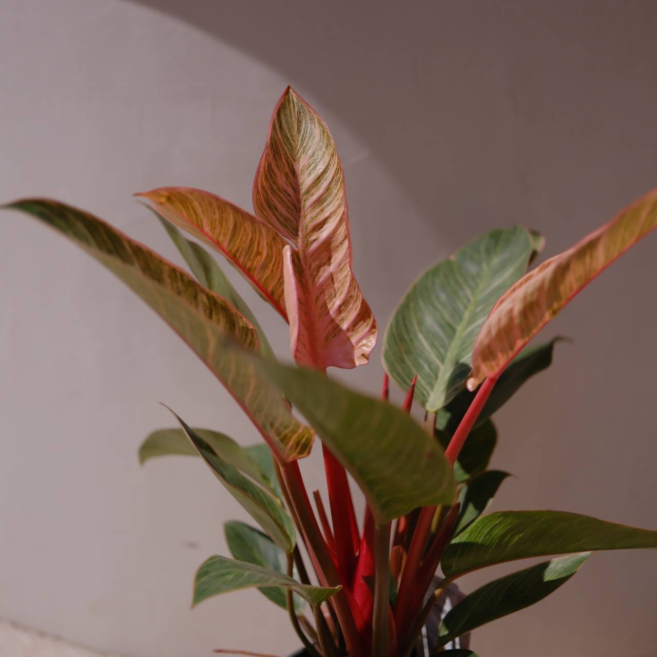 フィロデンドロン ピンクバーキン ｜ 希少 観葉植物 2株植え 白陶器鉢付き｜室内インテリアグリーン