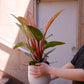 フィロデンドロン ピンクバーキン ｜ 希少 観葉植物 2株植え 白陶器鉢付き｜室内インテリアグリーン