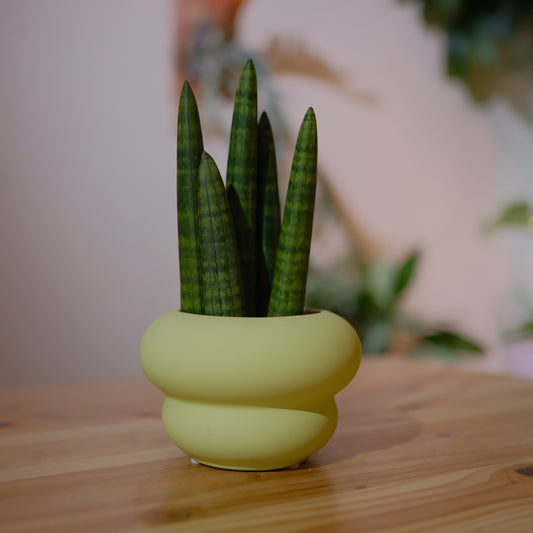 サンスベリア スタッキー 観葉植物 多肉植物 おしゃれ 陶器鉢付き インテリアグリーン｜Sansevieria stuckyi