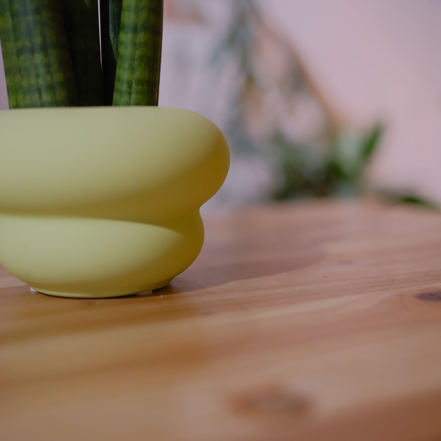 サンスベリア スタッキー 観葉植物 多肉植物 おしゃれ 陶器鉢付き インテリアグリーン｜Sansevieria stuckyi｜GORI STORE TOKYO（3）