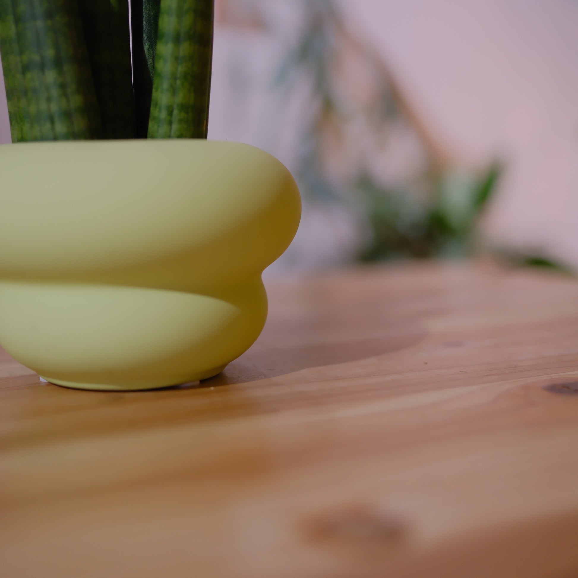 サンスベリア スタッキー 観葉植物 多肉植物 おしゃれ 陶器鉢付き インテリアグリーン｜Sansevieria stuckyi｜GORI STORE TOKYO（3）
