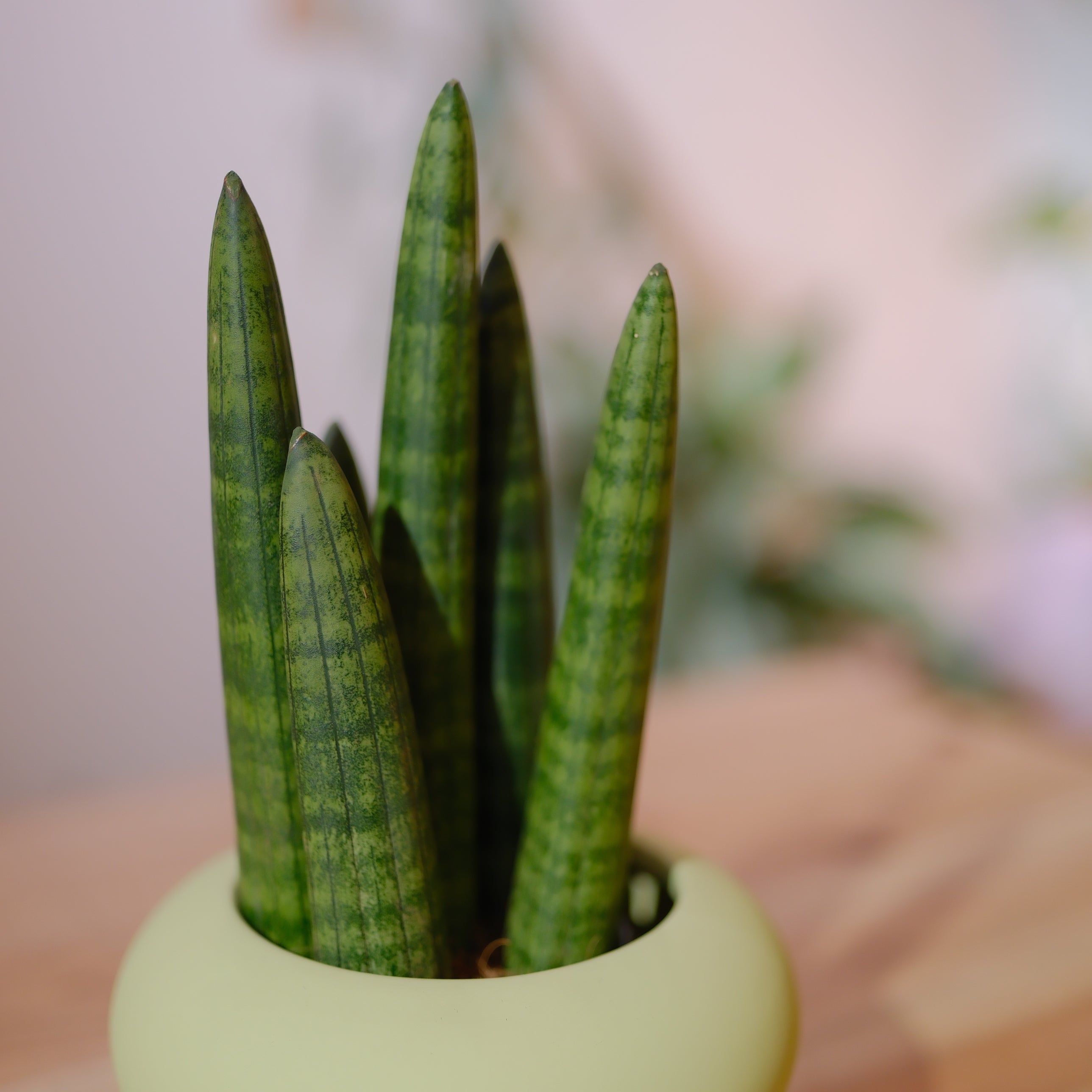 サンスベリア スタッキー｜おしゃれな陶器鉢付き 観葉植物｜GORI STORE