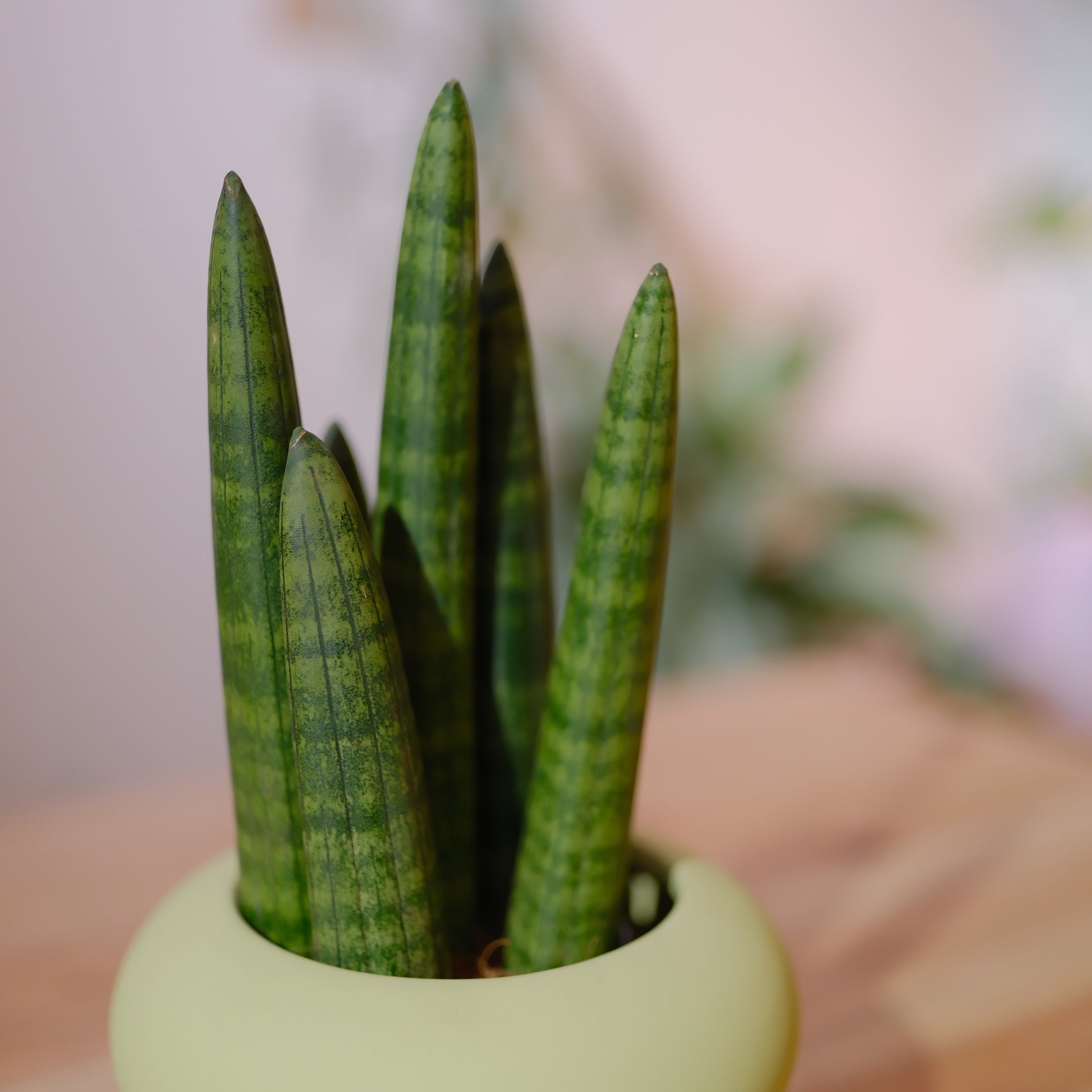 サンスベリア スタッキー 観葉植物 多肉植物 おしゃれ 陶器鉢付き インテリアグリーン｜Sansevieria stuckyi｜GORI STORE TOKYO（2）