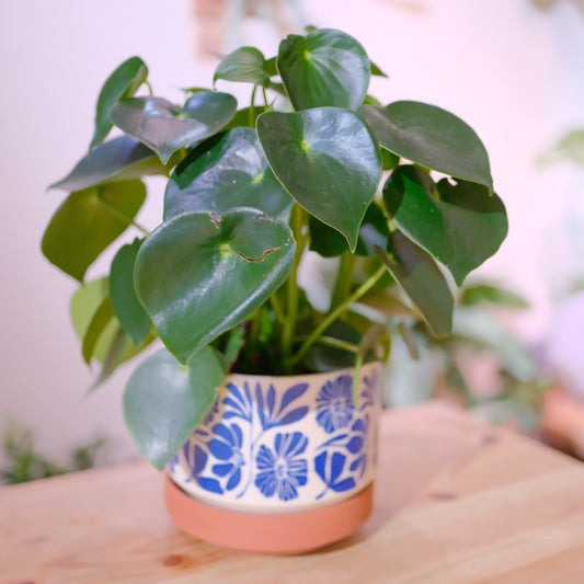 ペペロミア 観葉植物 大型 おしゃれ 陶器鉢付き インテリアグリーン 風水 健康運｜Peperomia