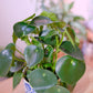 ペペロミア 観葉植物 大型 おしゃれ 陶器鉢付き インテリアグリーン 風水 健康運｜Peperomia