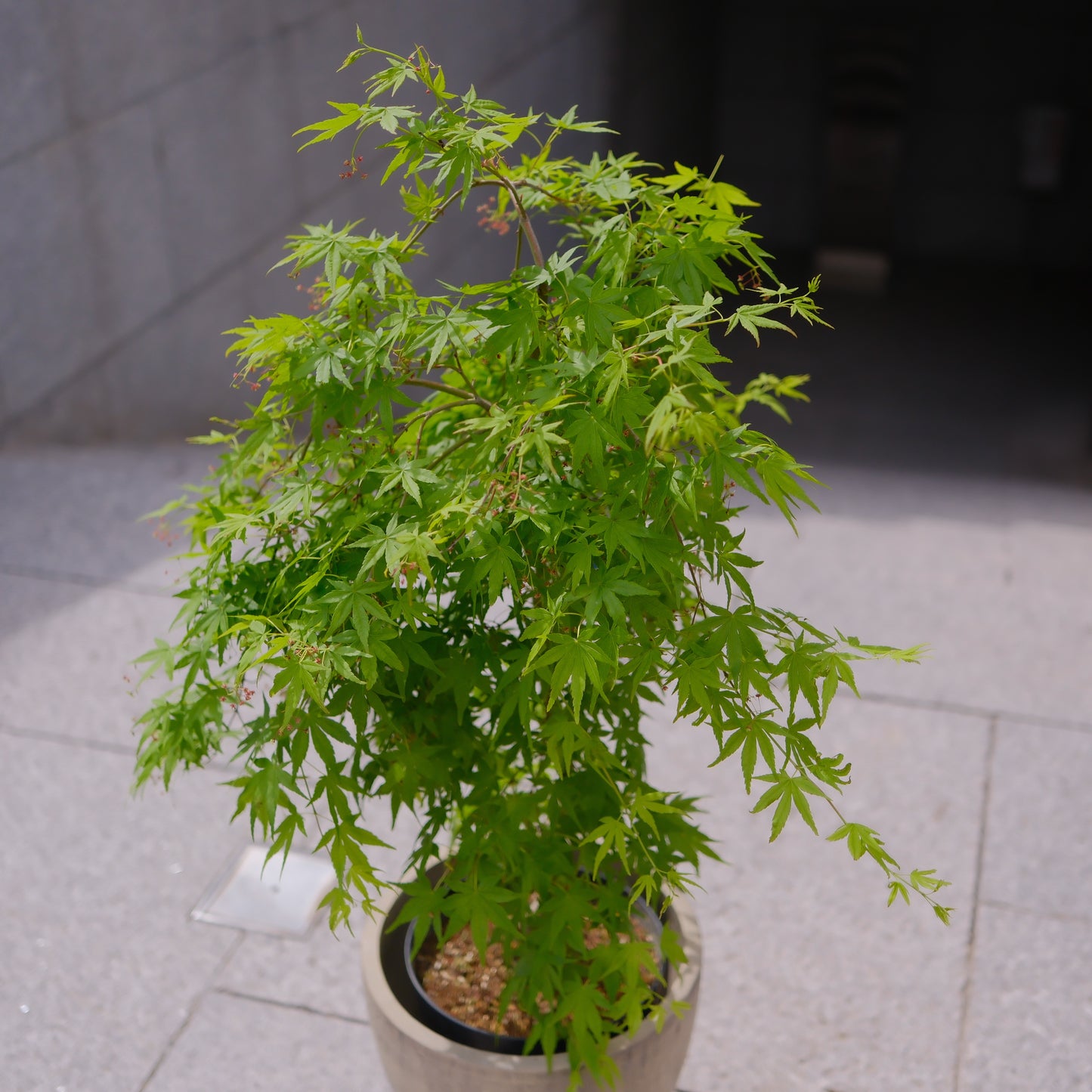 枝垂れモミジ 流泉｜しだれ紅葉 四季で色変わり 陶器鉢付き 高さ約110cm 庭木・シンボルツリー