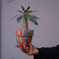 希少塊根植物 パキポディウム・デンシフローラム 高さ約22cm｜マダガスカル原産 成熟株 GORI STORE TOKYO