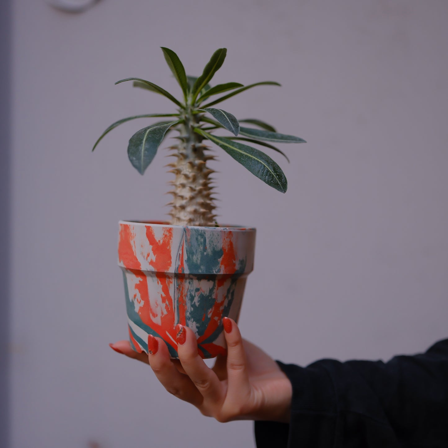 希少塊根植物 パキポディウム・デンシフローラム 高さ約22cm｜マダガスカル原産 成熟株 GORI STORE TOKYO