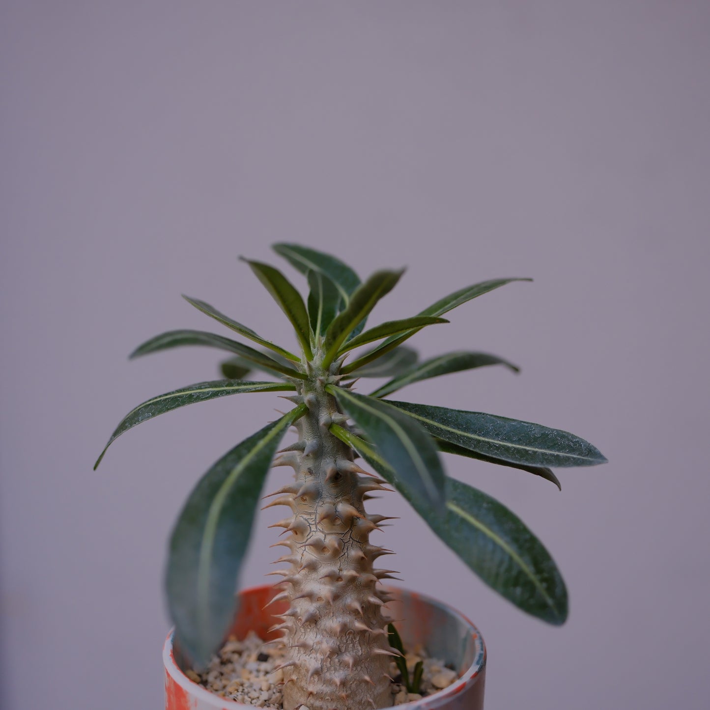 希少塊根植物 パキポディウム・デンシフローラム 高さ約22cm｜マダガスカル原産 成熟株 GORI STORE TOKYO（2）