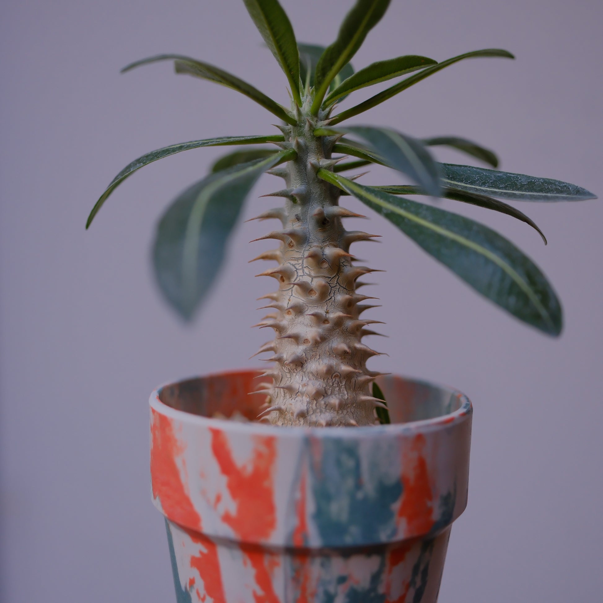 希少塊根植物 パキポディウム・デンシフローラム 高さ約22cm｜マダガスカル原産 成熟株 GORI STORE TOKYO（3）