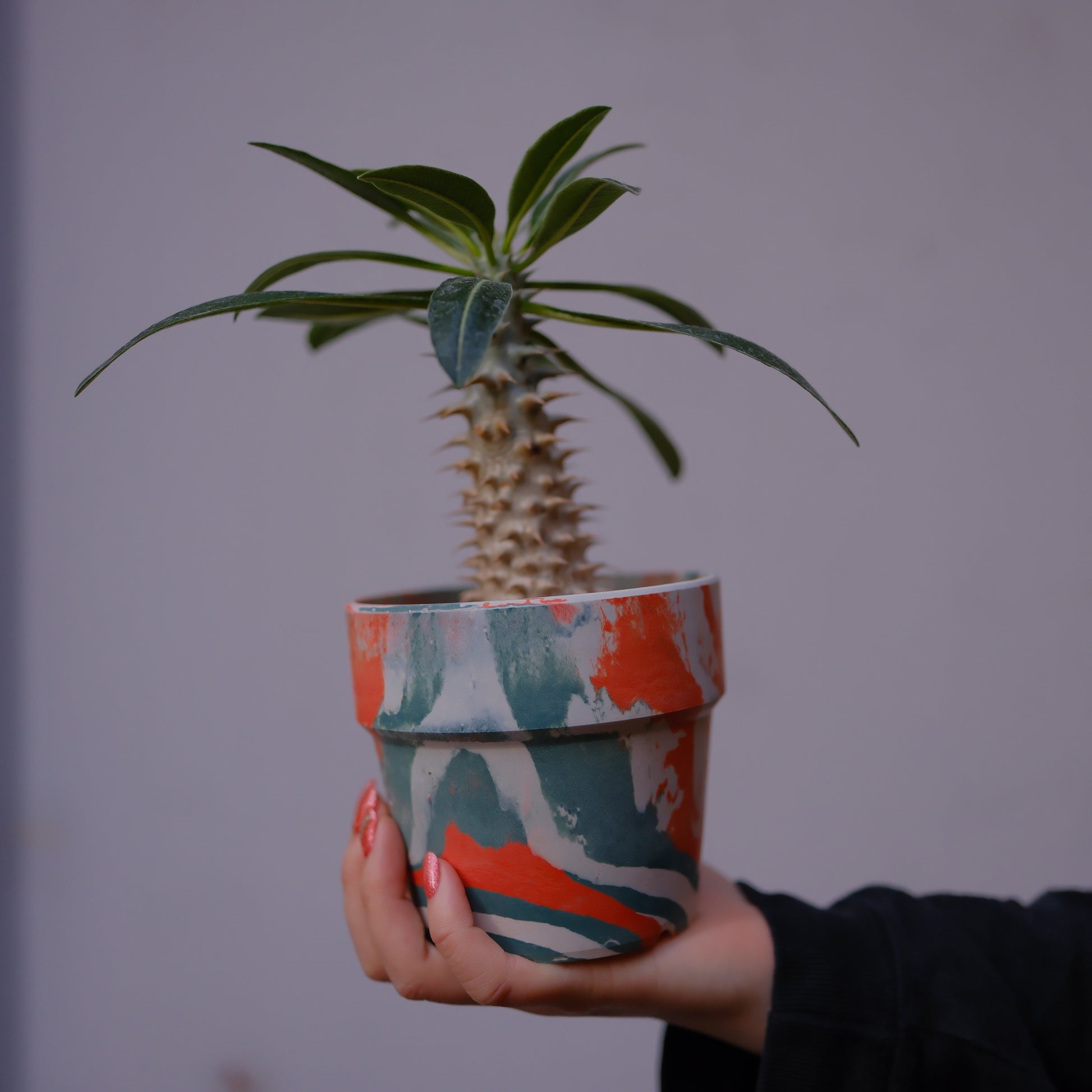 希少塊根植物 パキポディウム・デンシフローラム 高さ約22cm｜マダガスカル原産 成熟株 GORI STORE TOKYO（4）
