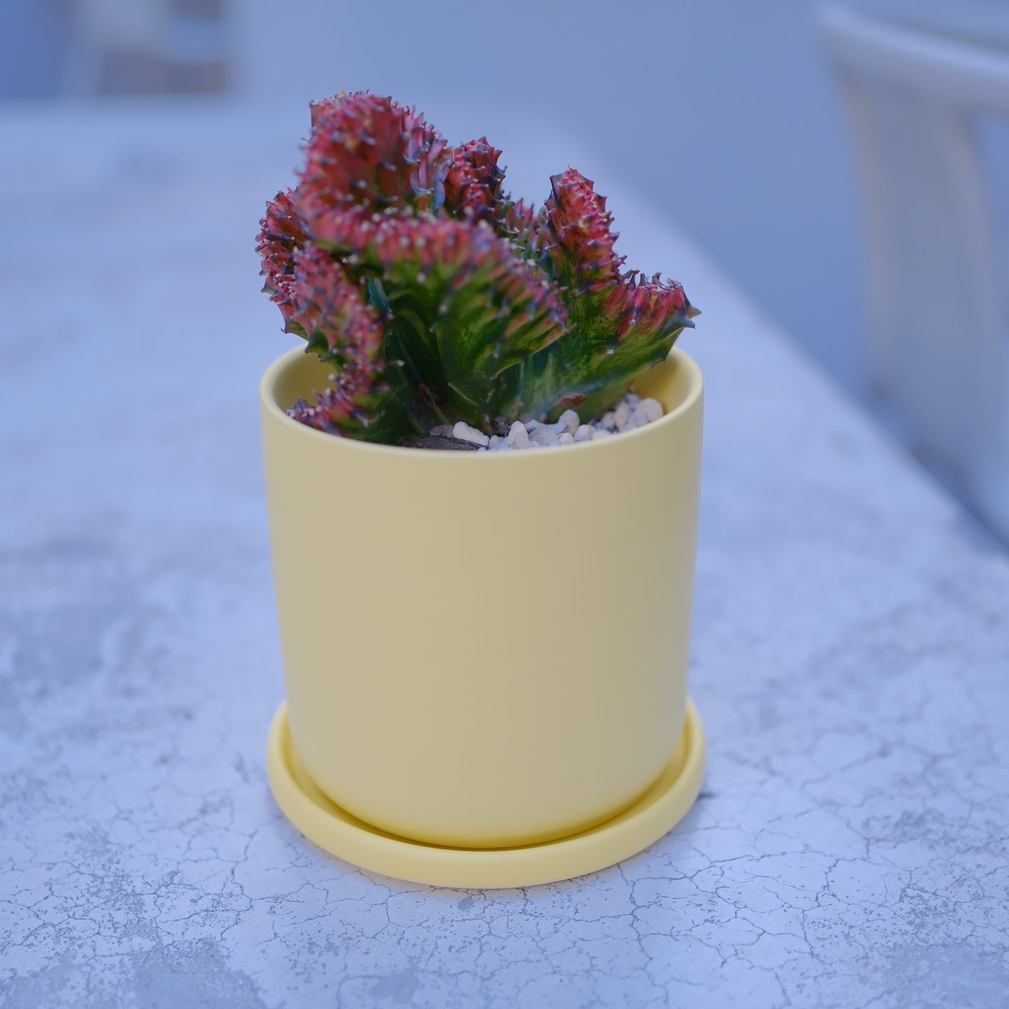 ユーフォルビア ラクテア マハラジャ｜イエロー陶器鉢｜希少 接ぎ木 観葉植物【GORI STORE TOKYO】