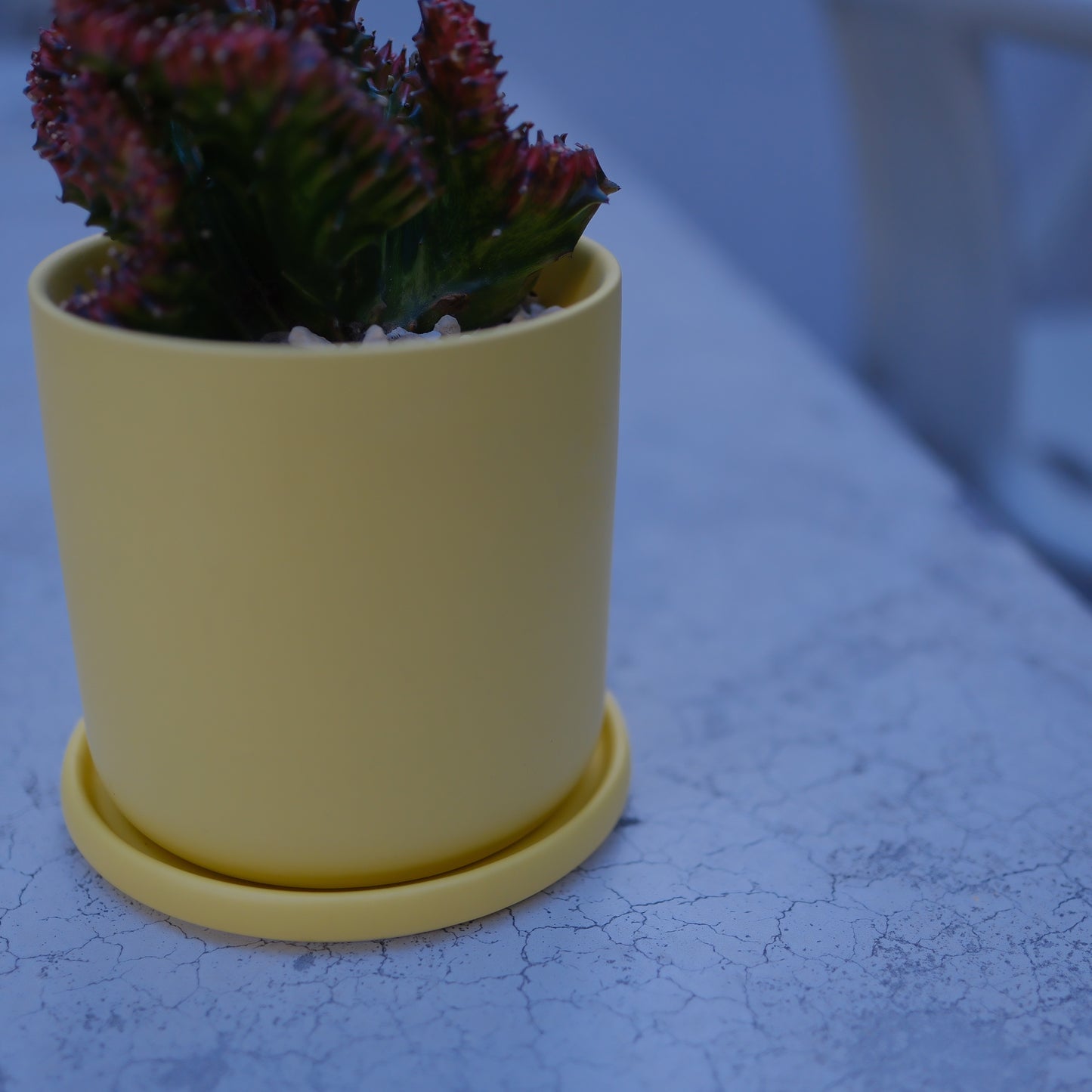 ユーフォルビア ラクテア マハラジャ｜イエロー陶器鉢｜希少 接ぎ木 観葉植物【GORI STORE TOKYO】