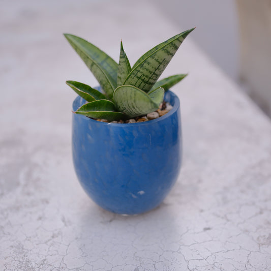 サンスベリア インド｜ミルキーブルー ガラス鉢｜乾燥に強い ロゼット型 観葉植物【GORI STORE TOKYO】