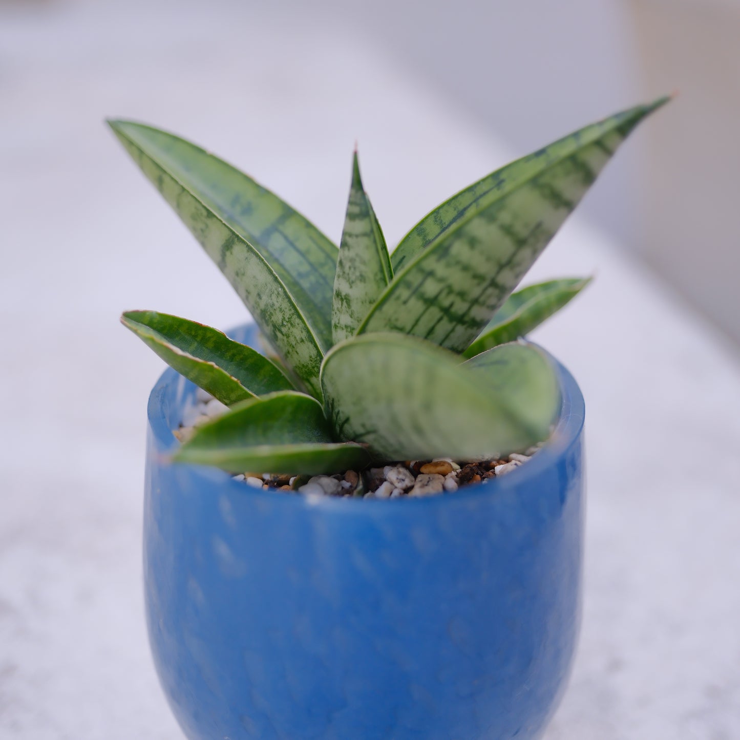 サンスベリア インド｜ミルキーブルー ガラス鉢｜乾燥に強い ロゼット型 観葉植物【GORI STORE TOKYO】
