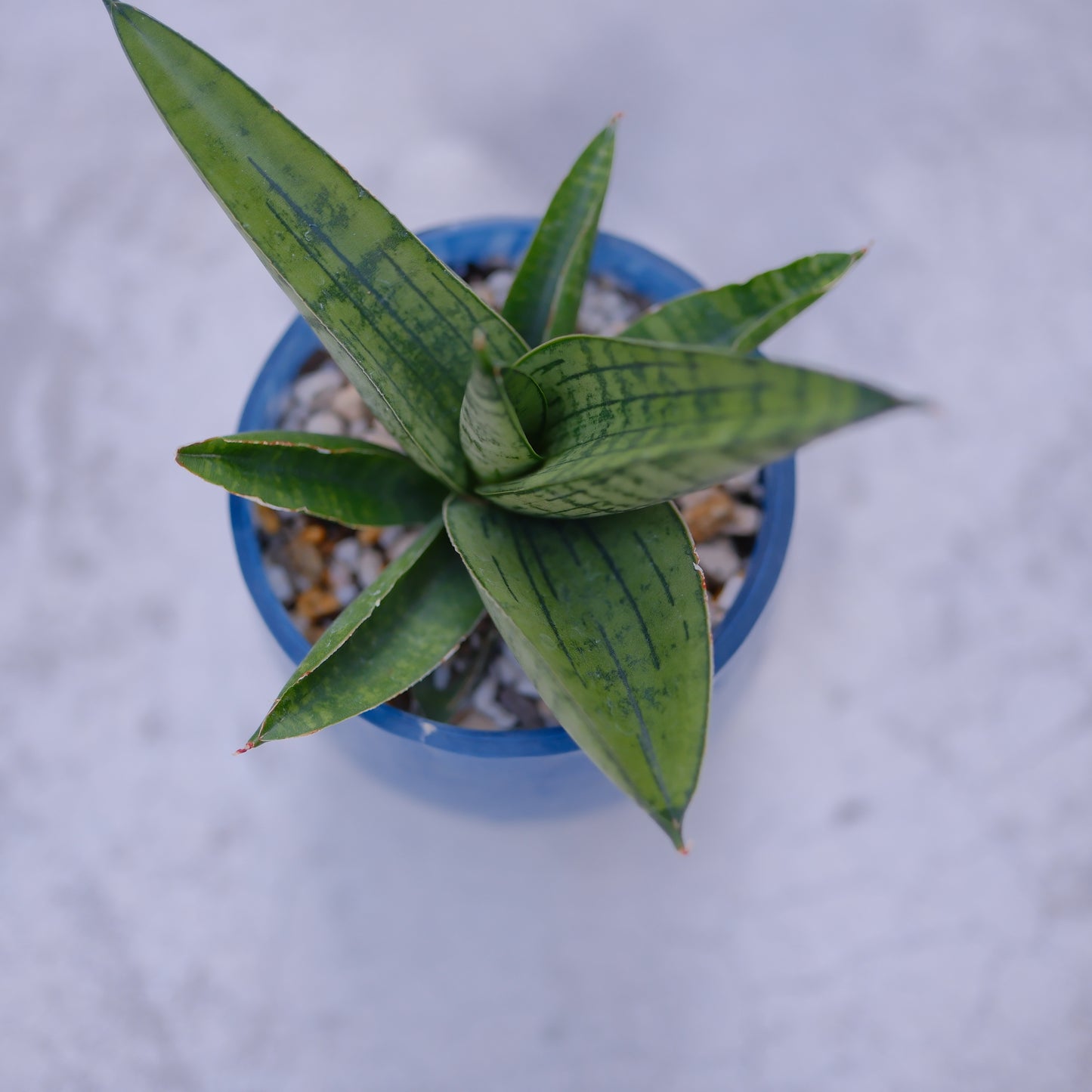 サンスベリア インド｜ミルキーブルー ガラス鉢｜乾燥に強い ロゼット型 観葉植物【GORI STORE TOKYO】