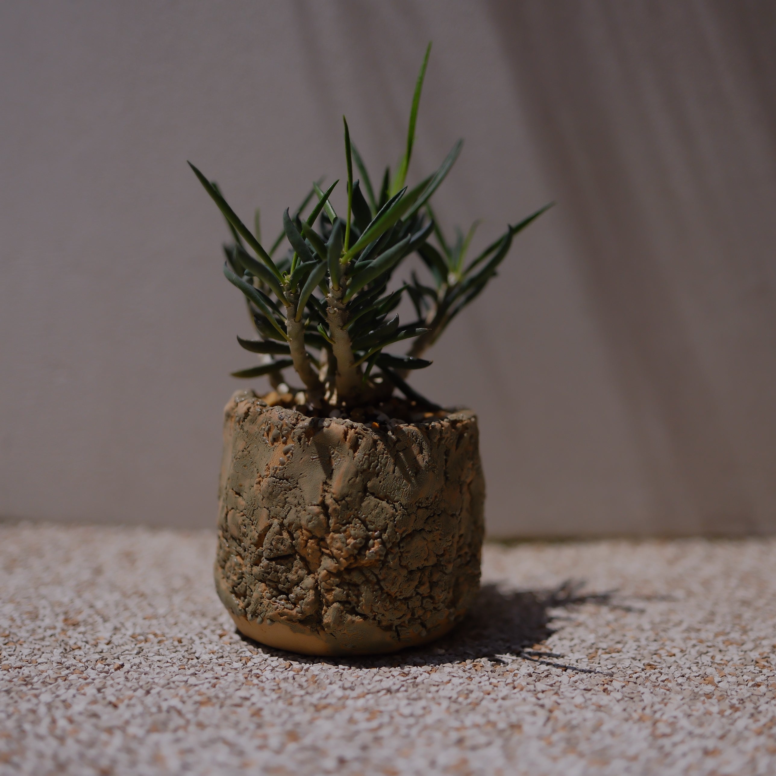 キリンドリフォリア トゥビフェラ｜塊根植物 コーデックス｜1点物 陶器