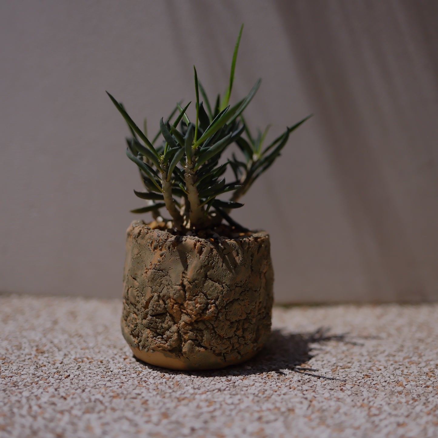 キリンドリフォリア トゥビフェラ｜塊根植物 コーデックス｜1点物 陶器鉢 ユーフォルビア【GORI STORE TOKYO】