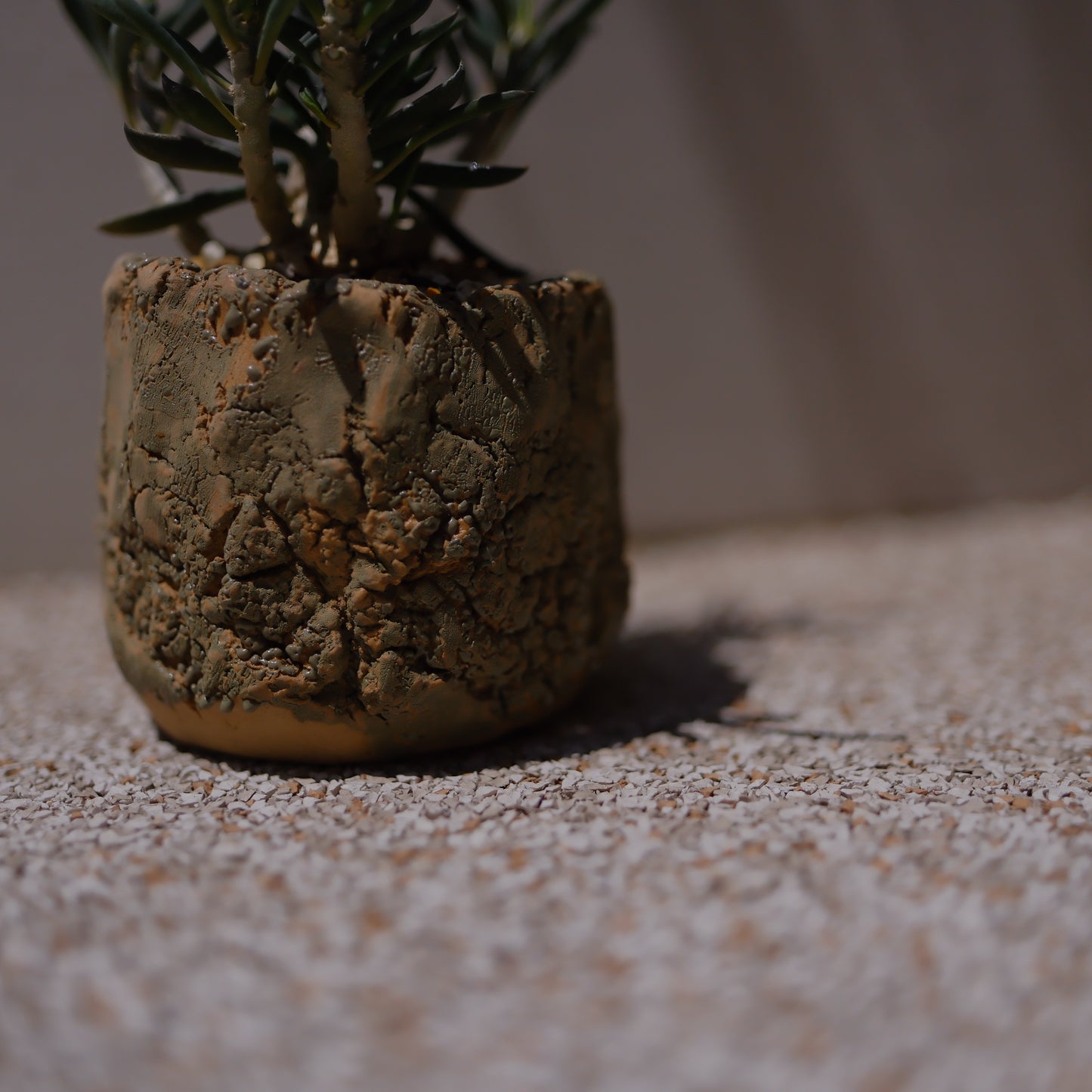 キリンドリフォリア トゥビフェラ｜塊根植物 コーデックス｜1点物 陶器鉢 ユーフォルビア【GORI STORE TOKYO】