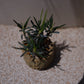 キリンドリフォリア トゥビフェラ｜塊根植物 コーデックス｜1点物 陶器鉢 ユーフォルビア【GORI STORE TOKYO】