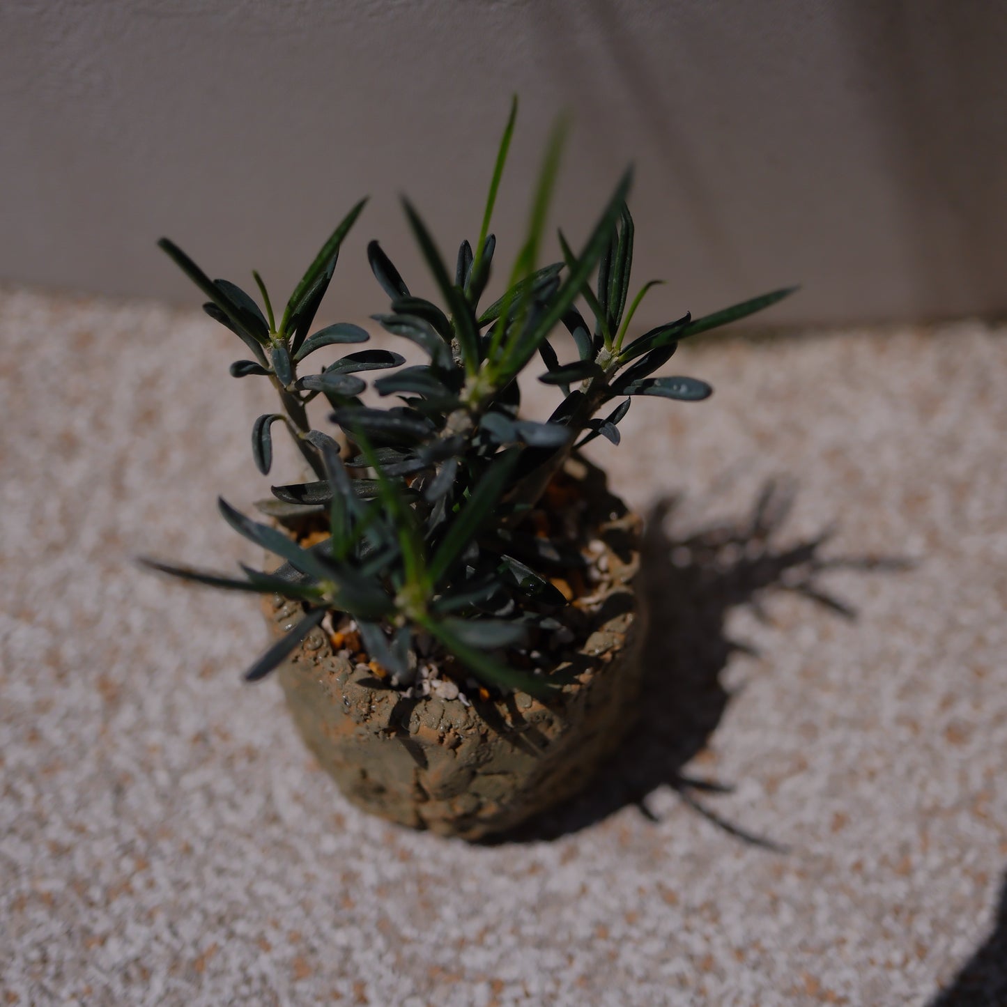 キリンドリフォリア トゥビフェラ｜塊根植物 コーデックス｜1点物 陶器鉢 ユーフォルビア【GORI STORE TOKYO】
