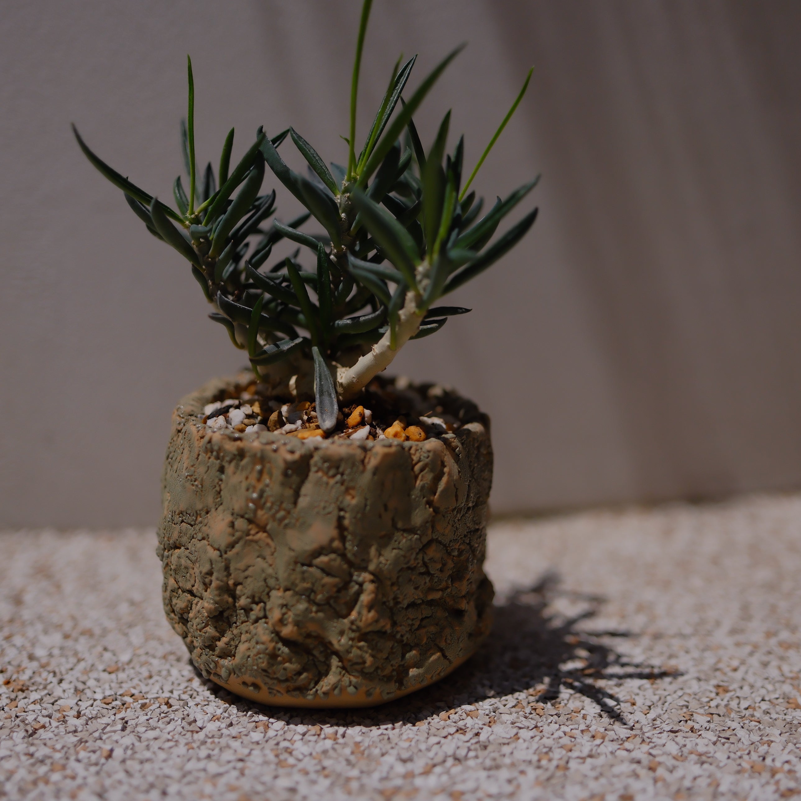 キリンドリフォリア トゥビフェラ｜塊根植物 コーデックス｜1点物 陶器