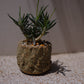 キリンドリフォリア トゥビフェラ｜塊根植物 コーデックス｜1点物 陶器鉢 ユーフォルビア【GORI STORE TOKYO】