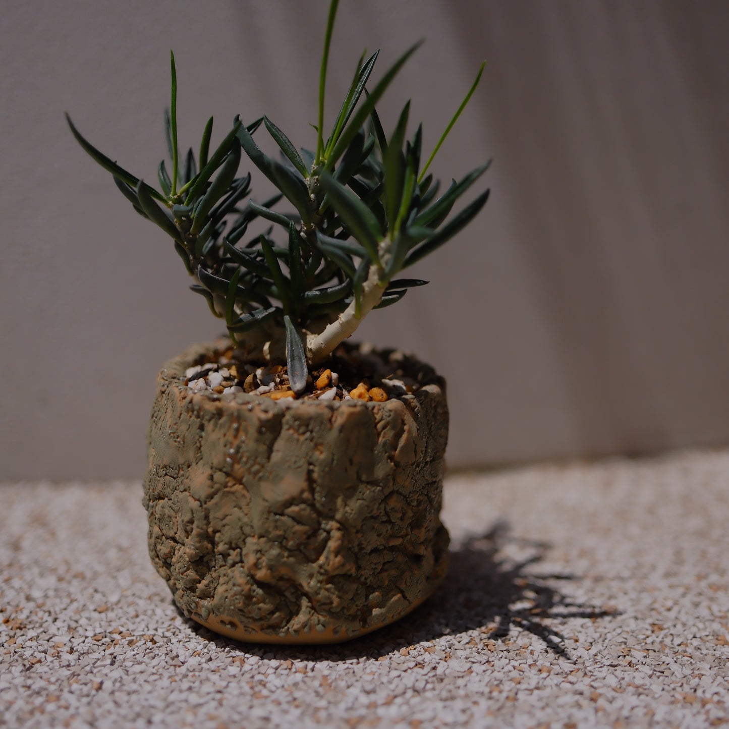 キリンドリフォリア トゥビフェラ｜塊根植物 コーデックス｜1点物 陶器鉢 ユーフォルビア【GORI STORE TOKYO】