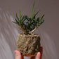 キリンドリフォリア トゥビフェラ｜塊根植物 コーデックス｜1点物 陶器鉢 ユーフォルビア【GORI STORE TOKYO】