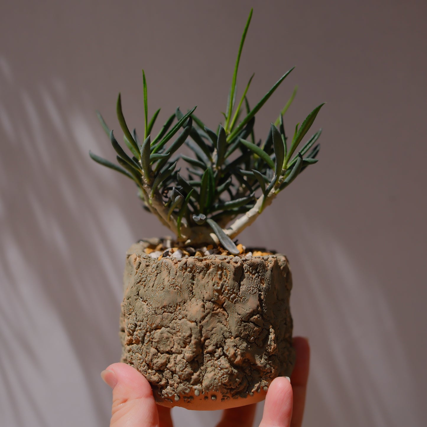キリンドリフォリア トゥビフェラ｜塊根植物 コーデックス｜1点物 陶器鉢 ユーフォルビア【GORI STORE TOKYO】
