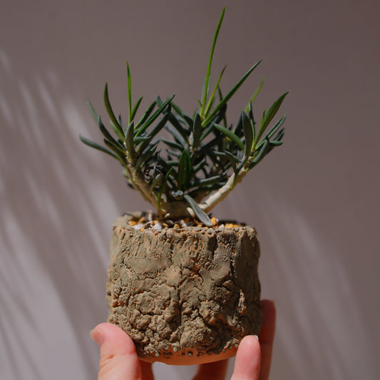 キリンドリフォリア トゥビフェラ｜塊根植物 コーデックス｜1点物 陶器鉢 ユーフォルビア GORI STORE TOKYO