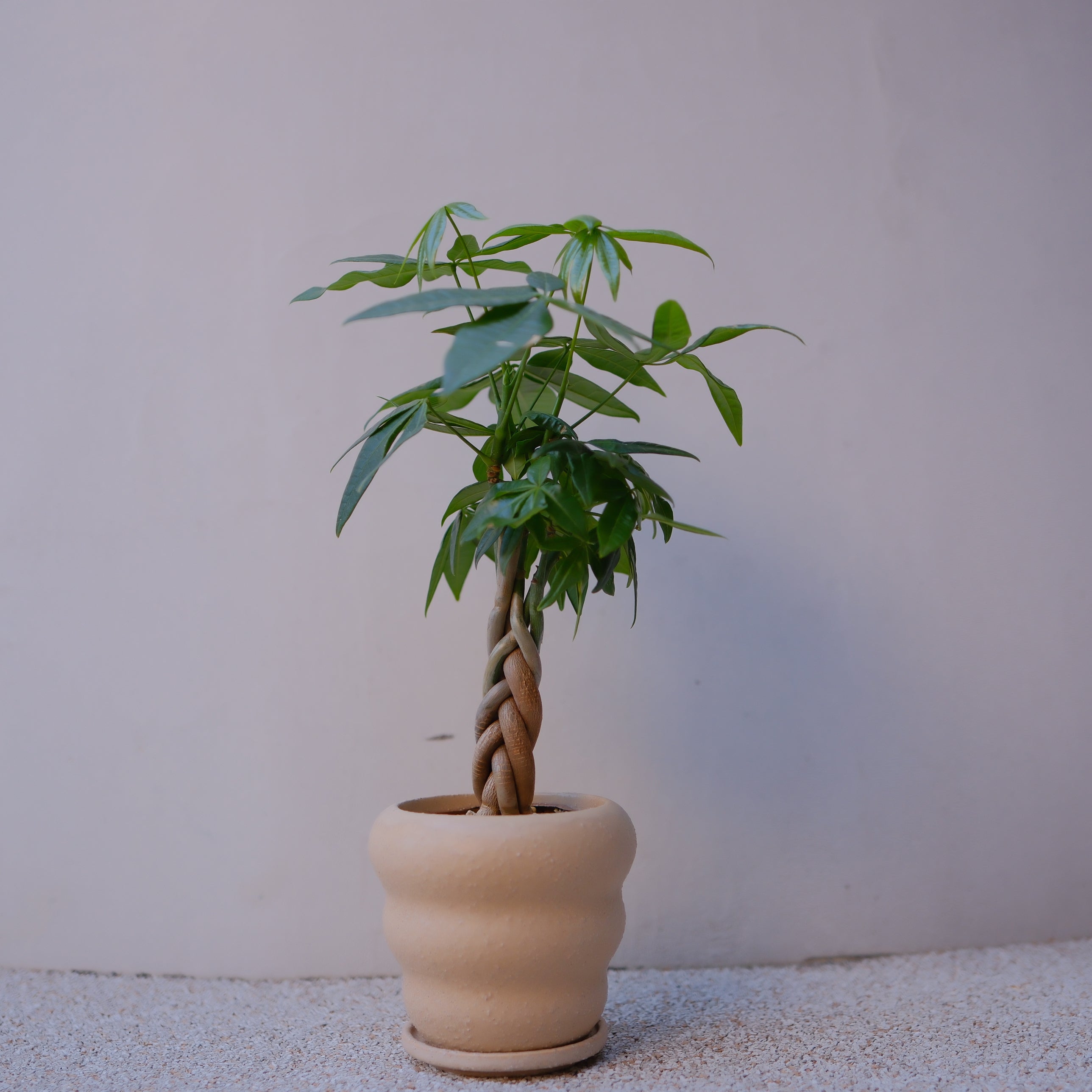 実生編込みパキラ｜ベージュ陶器鉢｜幸運の木 Money Tree 観葉植物