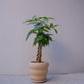 実生編込みパキラ｜ベージュ陶器鉢｜幸運の木 Money Tree 観葉植物 GORI STORE TOKYO（2）