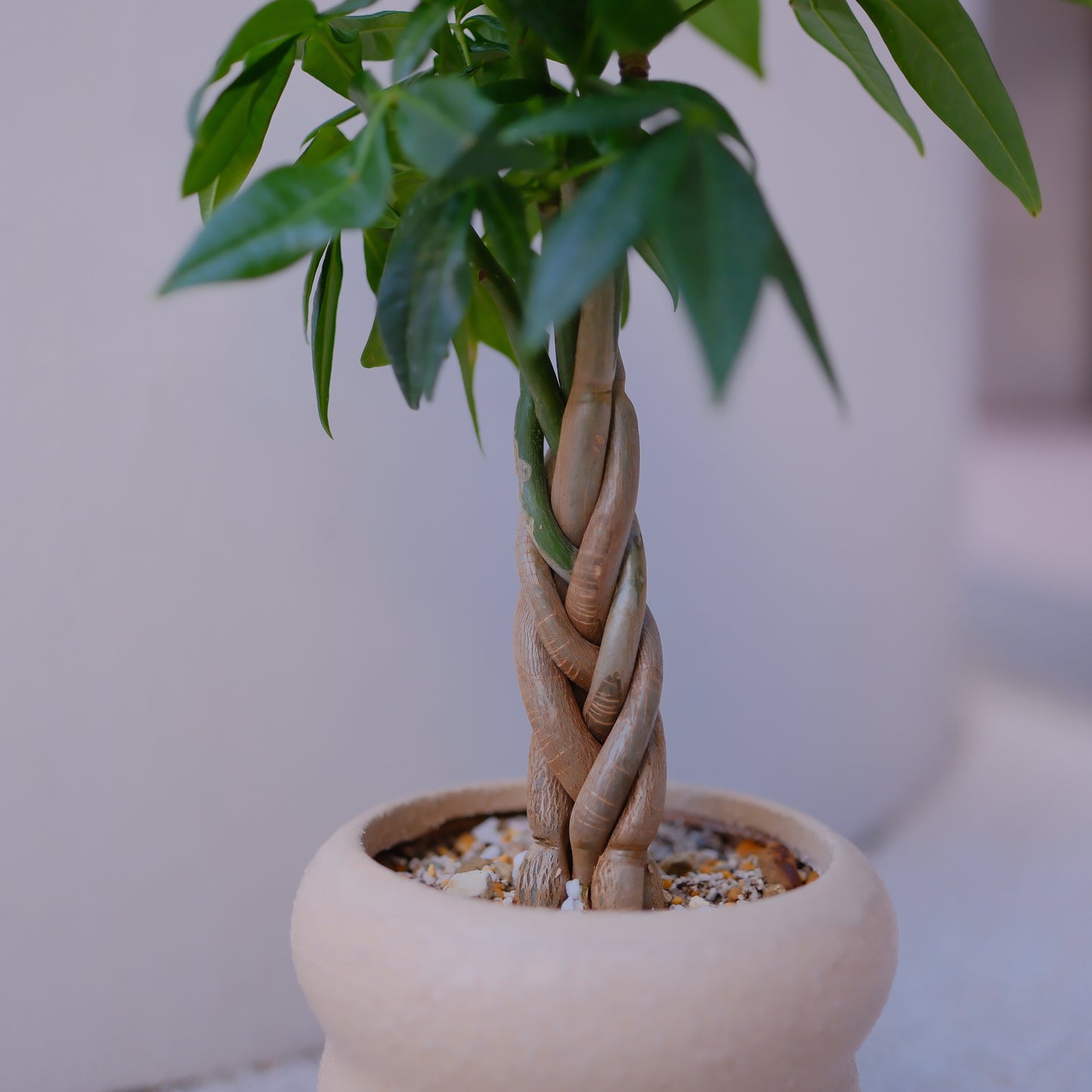 実生編込みパキラ｜ベージュ陶器鉢｜幸運の木 Money Tree 観葉植物 GORI STORE TOKYO（3）