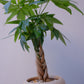 実生編込みパキラ｜ベージュ陶器鉢｜幸運の木 Money Tree 観葉植物 GORI STORE TOKYO（4）