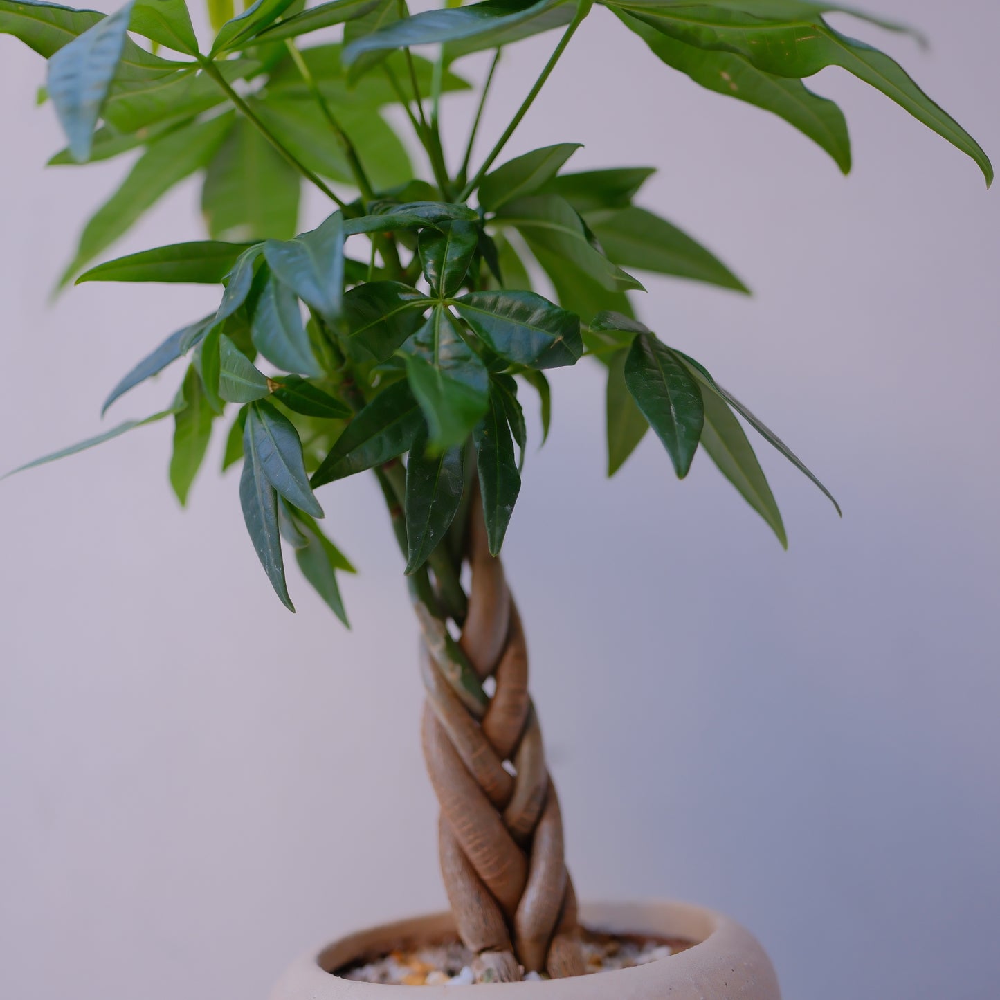 実生編込みパキラ｜ベージュ陶器鉢｜幸運の木 Money Tree 観葉植物 GORI STORE TOKYO（4）