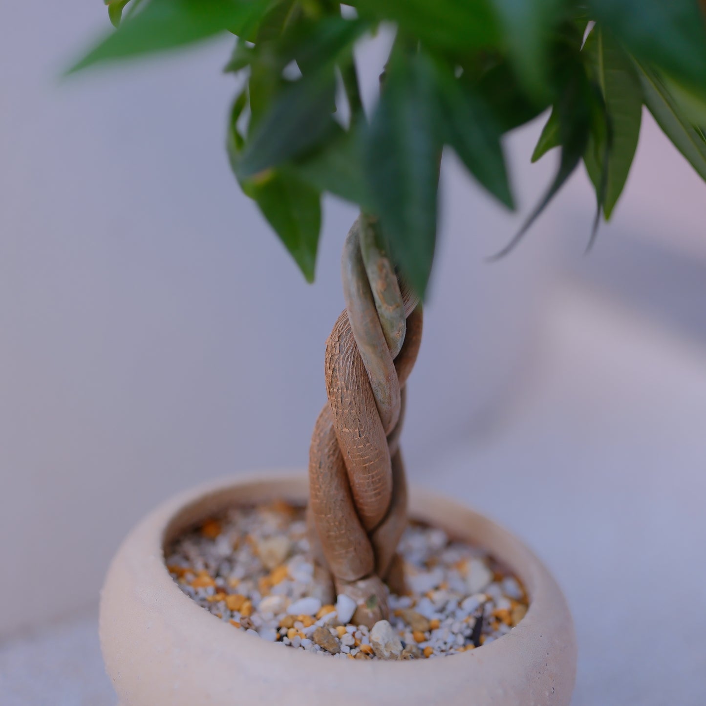 実生編込みパキラ｜ベージュ陶器鉢｜幸運の木 Money Tree 観葉植物 GORI STORE TOKYO（5）