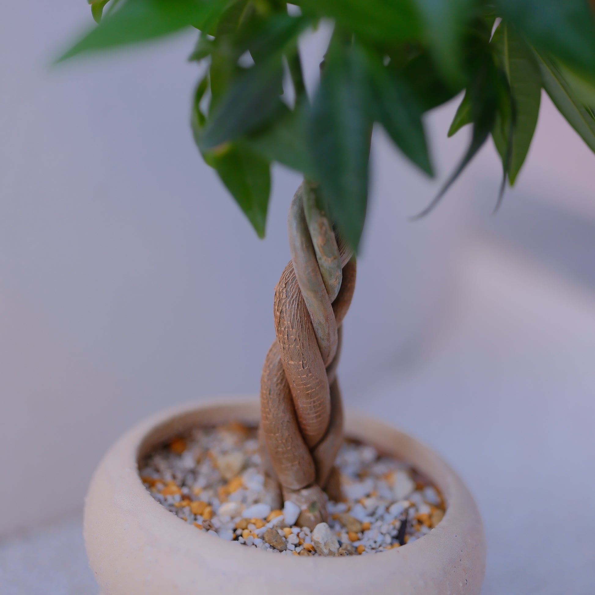 実生編込みパキラ｜ベージュ陶器鉢｜幸運の木 Money Tree 観葉植物 GORI STORE TOKYO（5）