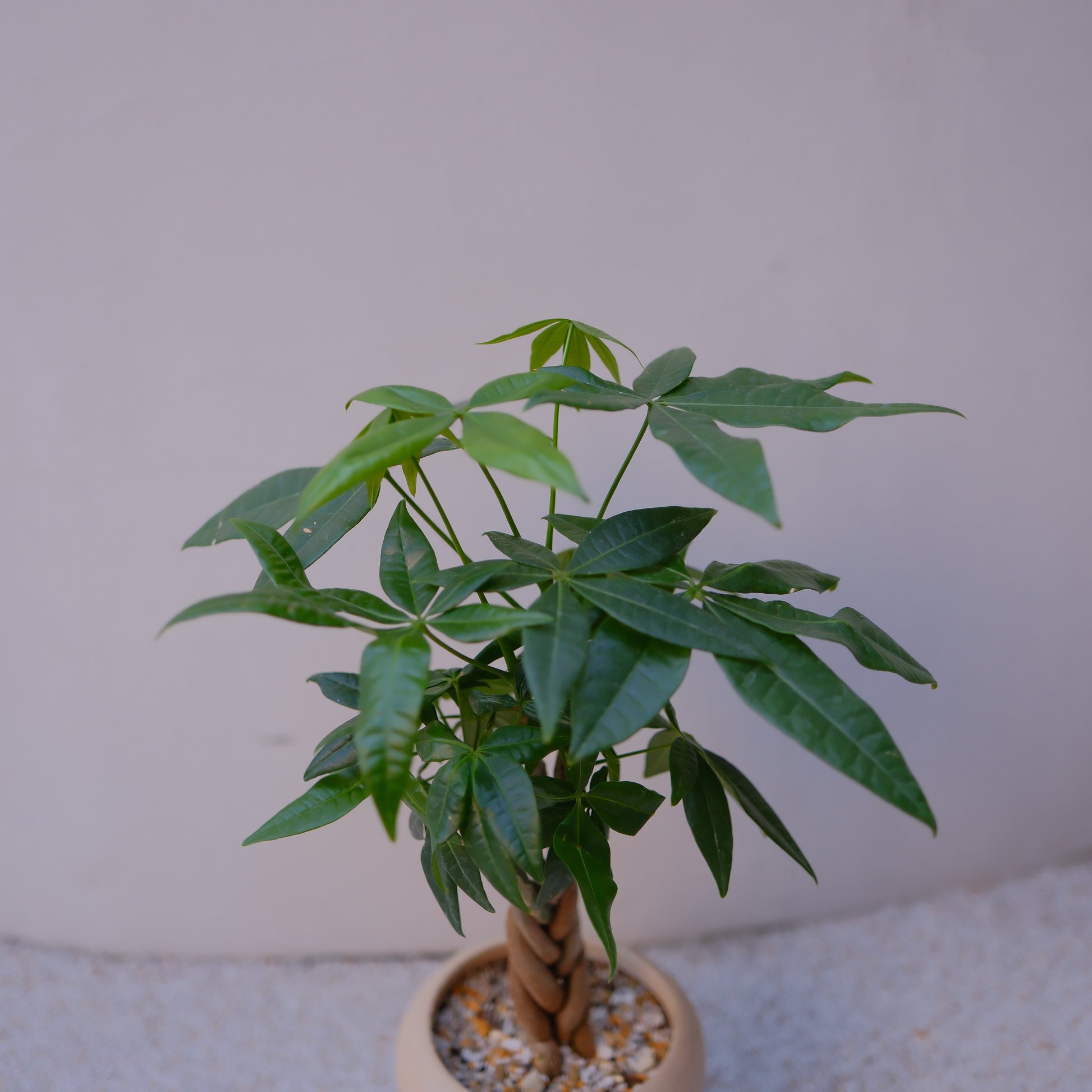 実生編込みパキラ｜ベージュ陶器鉢｜幸運の木 Money Tree 観葉植物 GORI STORE TOKYO（6）