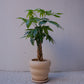 実生編込みパキラ｜ベージュ陶器鉢｜幸運の木 Money Tree 観葉植物 GORI STORE TOKYO（7）