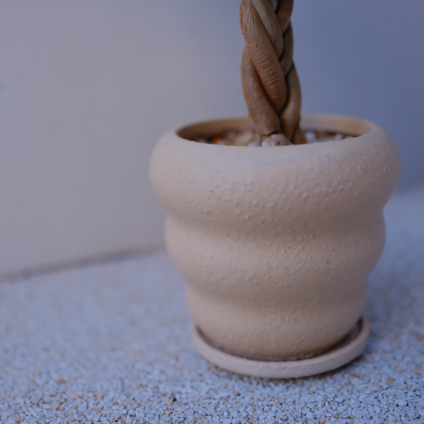 実生編込みパキラ｜ベージュ陶器鉢｜幸運の木 Money Tree 観葉植物 GORI STORE TOKYO（8）