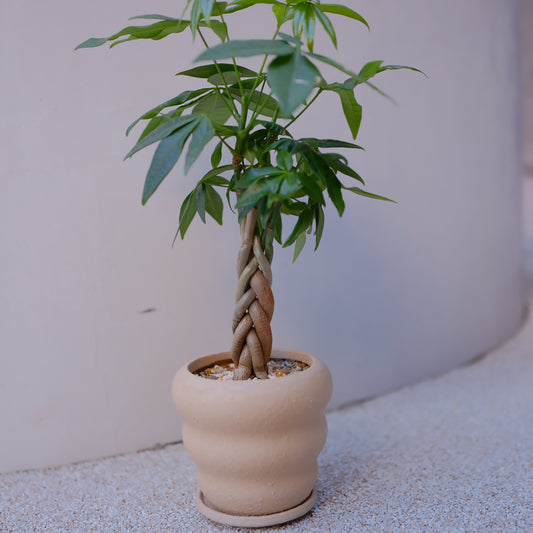 実生編込みパキラ｜ベージュ陶器鉢｜幸運の木 Money Tree 観葉植物【GORI STORE TOKYO】
